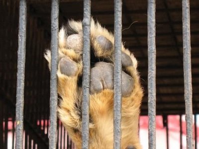 Imagen del post http://animalialatina.wordpress.com/2012/02/14/queremos-jaulas-vacias/