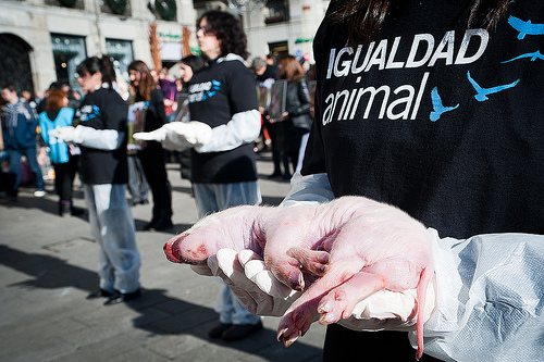 Igualdad Animal