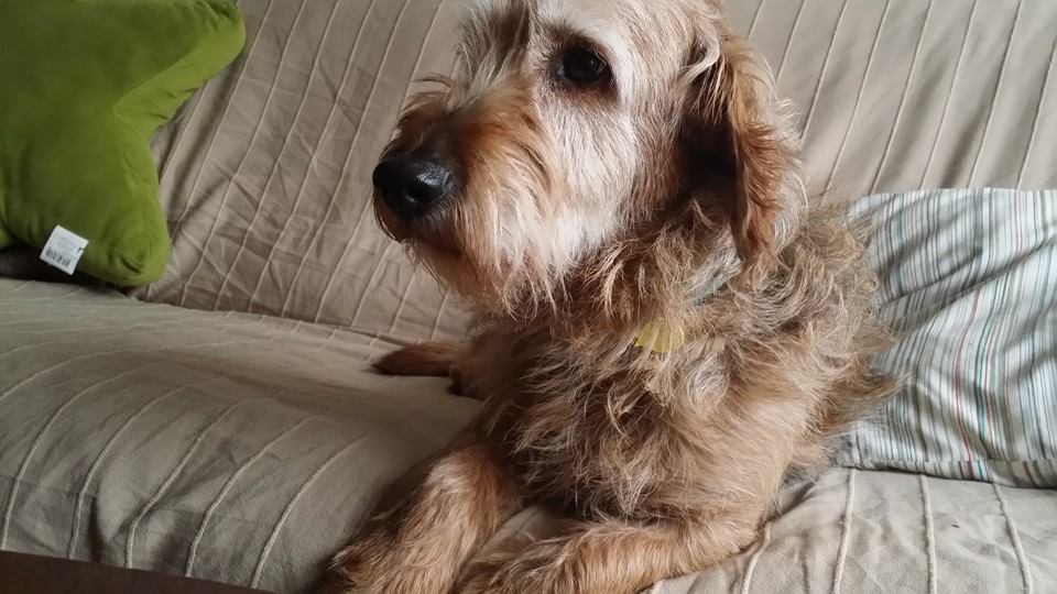 APAMAG casa acogida perros abandonados