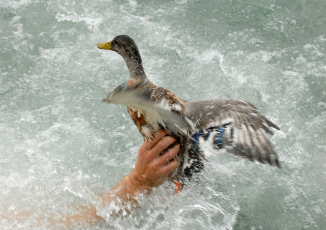 pato maltratado en fiesta de pueblo